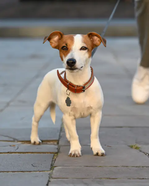 Площадка для выгула собак