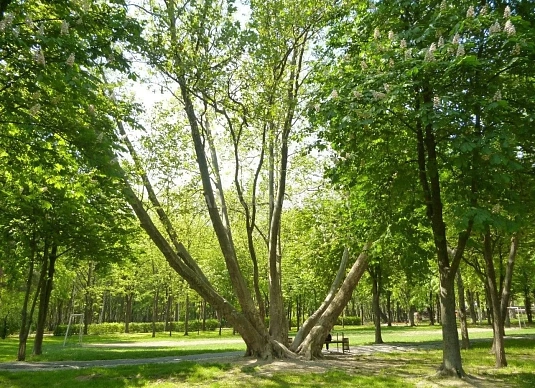 Парк «Чистяковская роща»