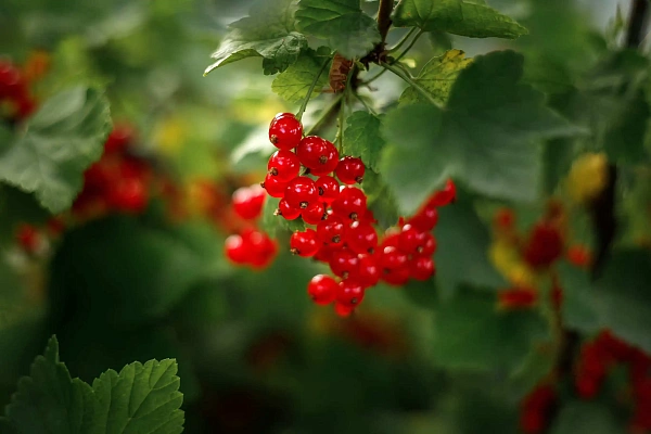 Кусты смородины во дворе